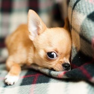 Meet your Posher, ClosetRaider